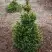 Ель ВИЛС ЦВЕРГ обыкновенная в Жлобине