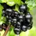 Смородина чёрная БЕЛОРУССКАЯ СЛАДКАЯ в Жлобине