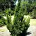 Можжевельник КАЙЗУКА китайский в Жлобине