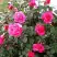 Роза МАЛИНОВЫЙ ЗВОН чайно-гибридная в Жлобине