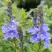 Вероника РОЯЛ БЛЮ большая в Жлобине