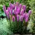 Лиатрис РОЗЕА колосковая в Жлобине