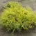 Кипарисовик ГОЛДЕН МОП горохоплодный в Жлобине