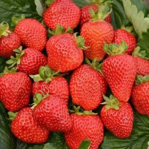 Клубника САН АНДРЕАС ремонтантная  Клубника САН АНДРЕАС ремонтантная в Жлобине