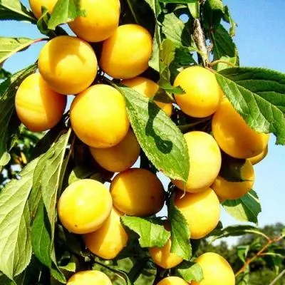 Колонновидные сливы в Жлобине