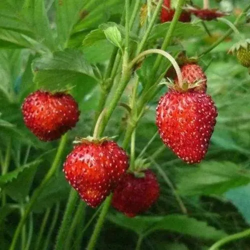 Земляника АЛЬПИЙСКАЯ  Земляника АЛЬПИЙСКАЯ в Жлобине