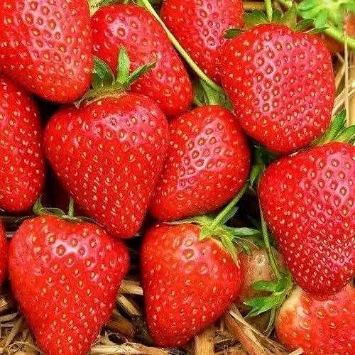 Клубника КВИКИ  Клубника КВИКИ в Жлобине