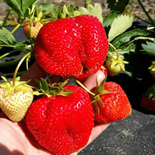 Клубника АПРИКА  Клубника АПРИКА в Жлобине