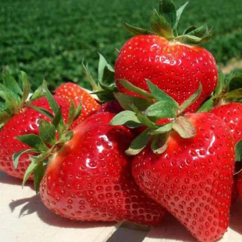 Клубника ДЖОЛИ  Клубника ДЖОЛИ в Жлобине