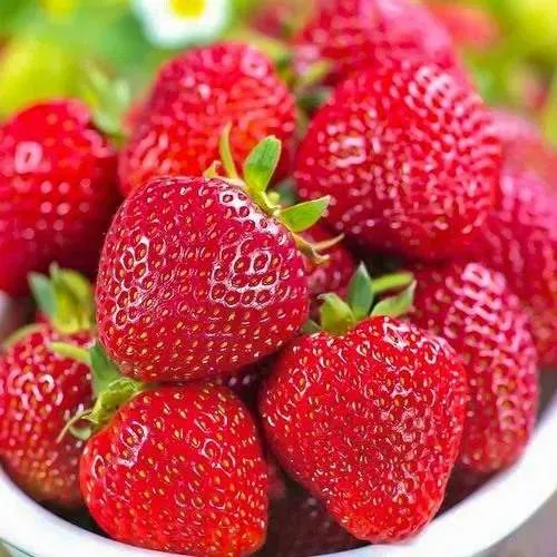 Клубника СИЛЬВИЯ  Клубника СИЛЬВИЯ в Жлобине