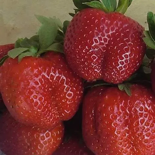 Клубника ДЕСТЕНИ  Клубника ДЕСТЕНИ в Жлобине