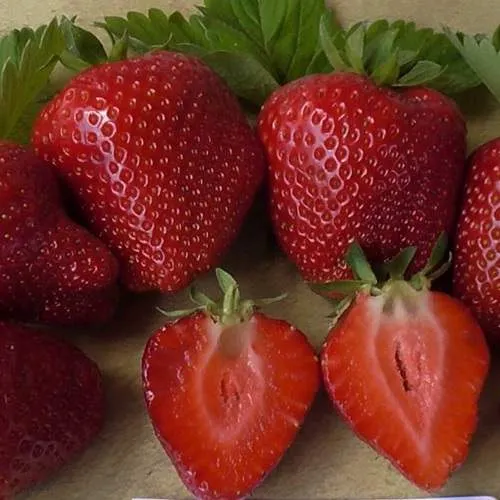 Клубника САНДРА  Клубника САНДРА в Жлобине