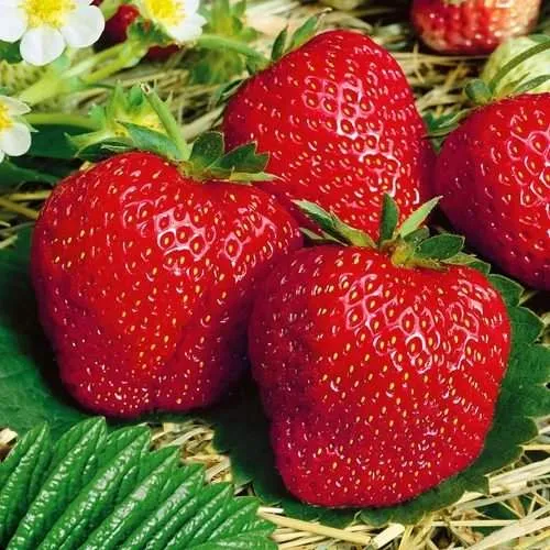 Клубника ВИМА ЗАНТА  Клубника ВИМА ЗАНТА в Жлобине