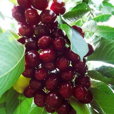 Колонновидные черешни в Жлобине