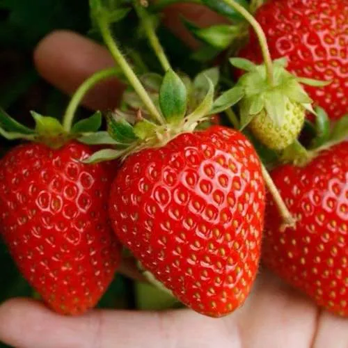 Клубника ПОРТОЛА ремонтантная  Клубника ПОРТОЛА ремонтантная в Жлобине