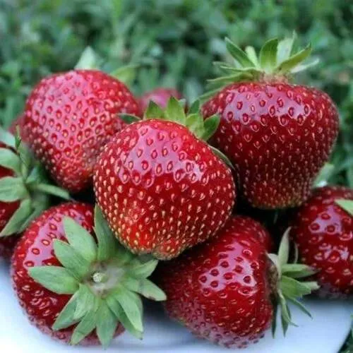 Клубника МАЛЬВИНА  Клубника МАЛЬВИНА в Жлобине