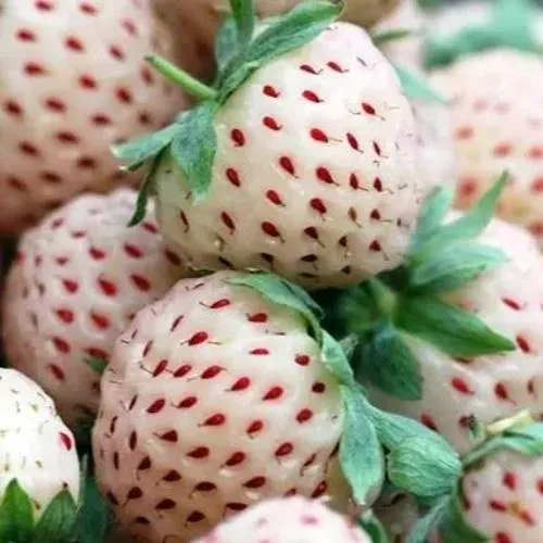 Клубника АНАНАСА ремонтантная  Клубника АНАНАСА ремонтантная в Жлобине