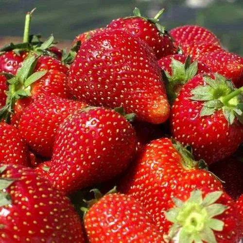 Клубника ПИРЧИНКЬЮ  Клубника ПИРЧИНКЬЮ в Жлобине