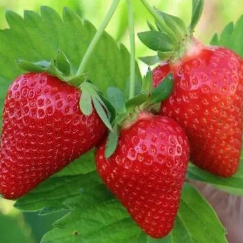 Клубника КЛОДИЯ  Клубника КЛОДИЯ в Жлобине