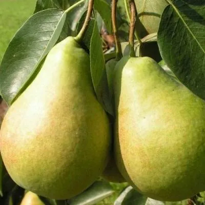 Колонновидные груши в Жлобине