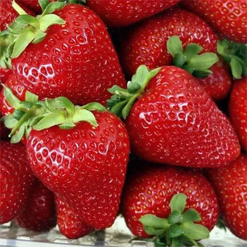 Клубника СКАЛА  Клубника СКАЛА в Жлобине