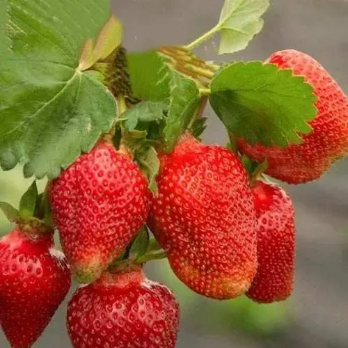 Клубника АЗИЯ  Клубника АЗИЯ в Жлобине