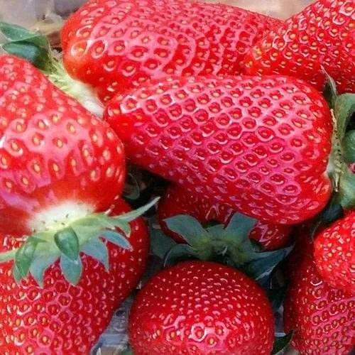 Клубника АМИ  Клубника АМИ в Жлобине