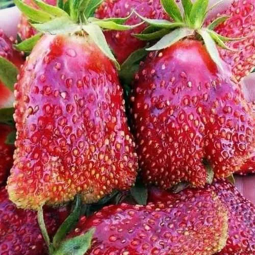 Клубника КУПЧИХА  Клубника КУПЧИХА в Жлобине