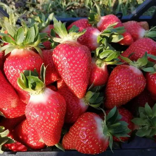 Клубника ЛЮЧИЯ  Клубника ЛЮЧИЯ в Жлобине