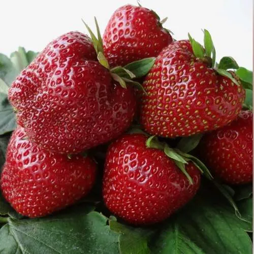 Клубника НАБИЛА  Клубника НАБИЛА в Жлобине