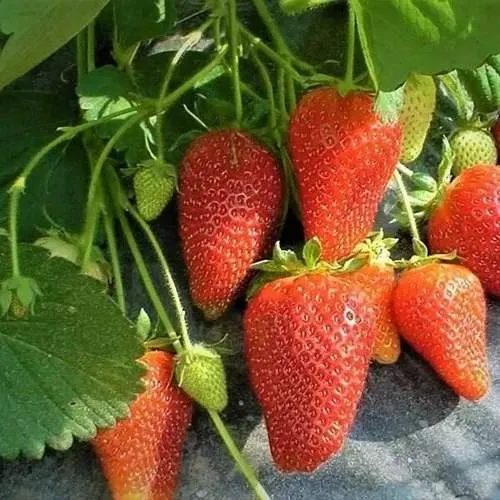 Клубника РОКСАНА  Клубника РОКСАНА в Жлобине