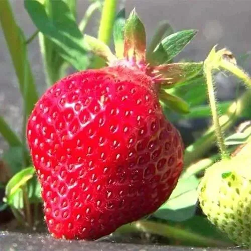 Клубника ХОНЕЙ  Клубника ХОНЕЙ в Жлобине