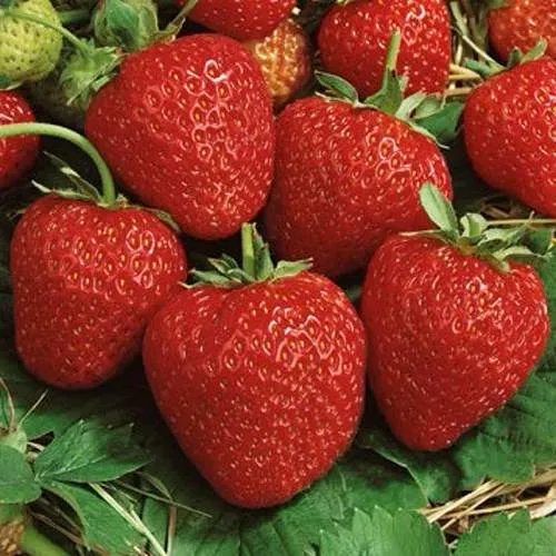 Клубника КОРОНА  Клубника КОРОНА в Жлобине