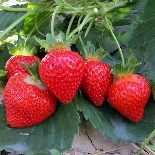 Клубника ТЕА  Клубника ТЕА в Жлобине