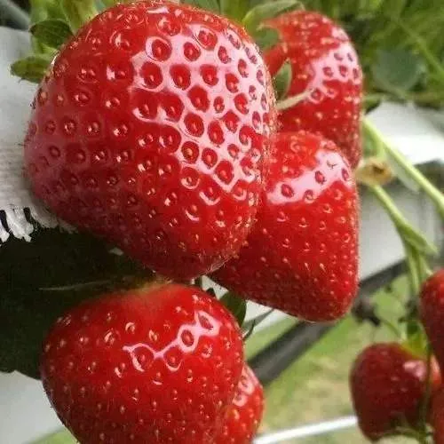 Клубника АРГЕНТЕРА  Клубника АРГЕНТЕРА в Жлобине