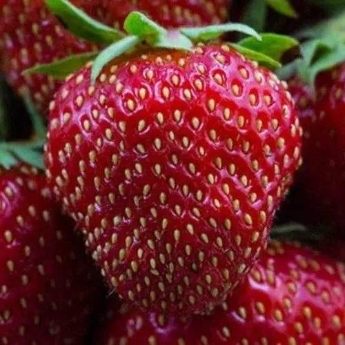 Клубника НАНДИ  Клубника НАНДИ в Жлобине