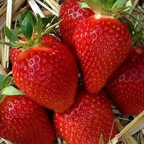 Клубника СИБИЛЛА  Клубника СИБИЛЛА в Жлобине