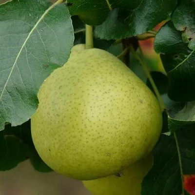 Груша САНРЕМО колонновидная в Жлобине