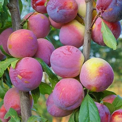 Слива КОЛОННОВИДНАЯ в Жлобине