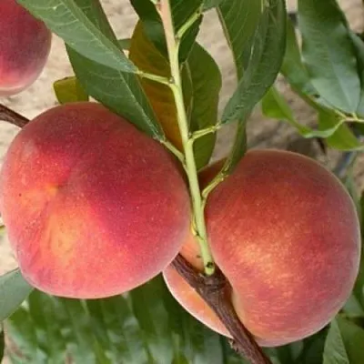 Персик ЮБИЛЕЙ СТОЛИЦЫ колонновидный в Жлобине