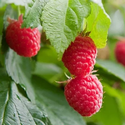 Малина МАРАВИЛЛА  Малина МАРАВИЛЛА в Жлобине