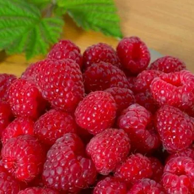 Малина ремонтантная Джоан Джи Малина ремонтантная Джоан Джи