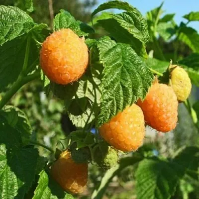 Малина ремонтантная Поранна Роса Малина ремонтантная Поранна Роса