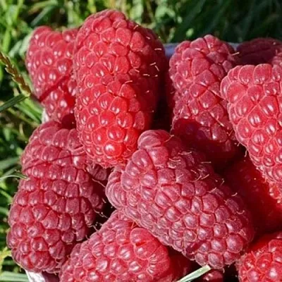 Малина САМОСВАЛ  Малина САМОСВАЛ в Жлобине