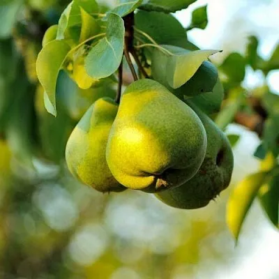 Груша СТОЛИЧНАЯ колонновидная в Жлобине