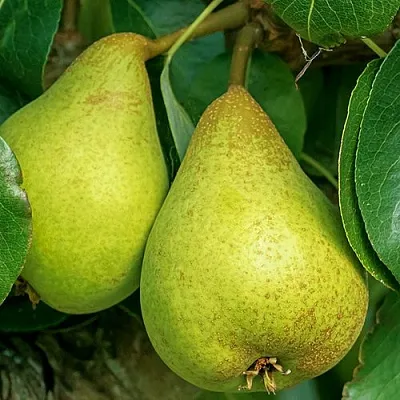 Груша Г-6 колонновидная в Жлобине