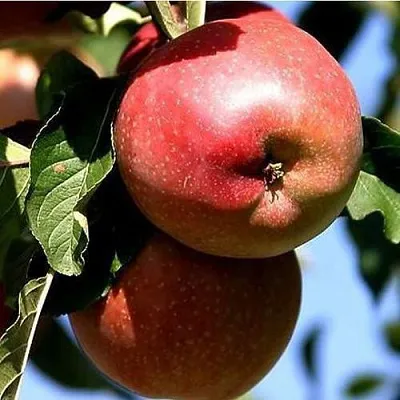 Яблоня АНТЕЙ КИЕВСКИЙ колонновидная в Жлобине