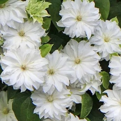 Клематис МАРИЯ СКЛОДОВСКАЯ-КЮРИ — описание сорта Клематис МАРИЯ СКЛОДОВСКАЯ-КЮРИ в Жлобине