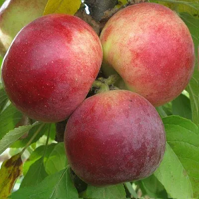 Яблоня БАЛЕРИНА ФЛАМЕНКО колонновидная  в Жлобине