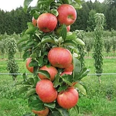 Яблоня ЯНТАРНОЕ ОЖЕРЕЛЬЕ колонновидная в Жлобине